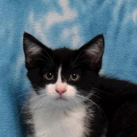 Latte, an adoptable Domestic Short Hair in Eureka, CA, 95503 | Photo Image 1