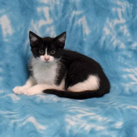 Latte, an adoptable Domestic Short Hair in Eureka, CA, 95503 | Photo Image 2