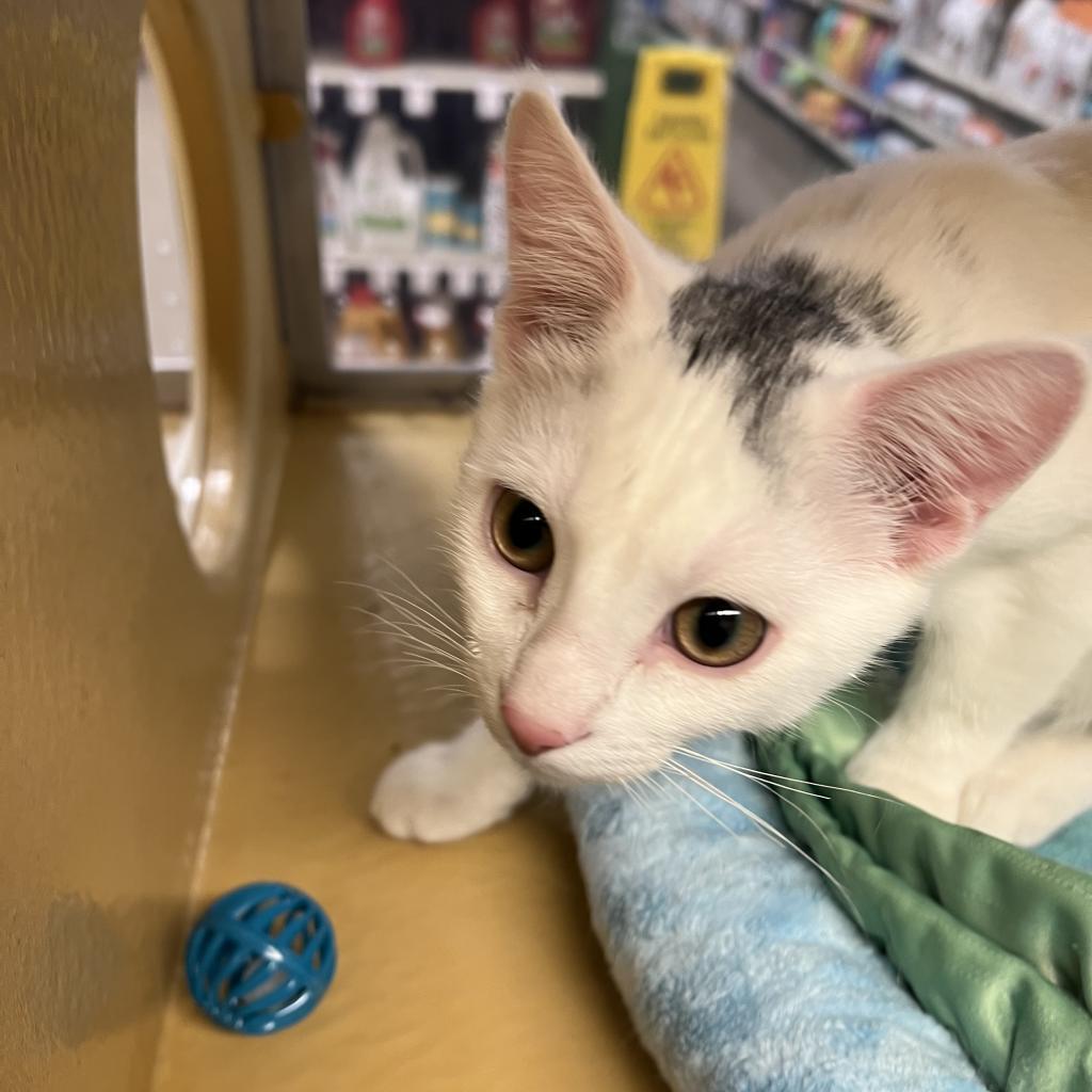 Pip, an adoptable Domestic Short Hair in Bismarck, ND, 58507 | Photo Image 2