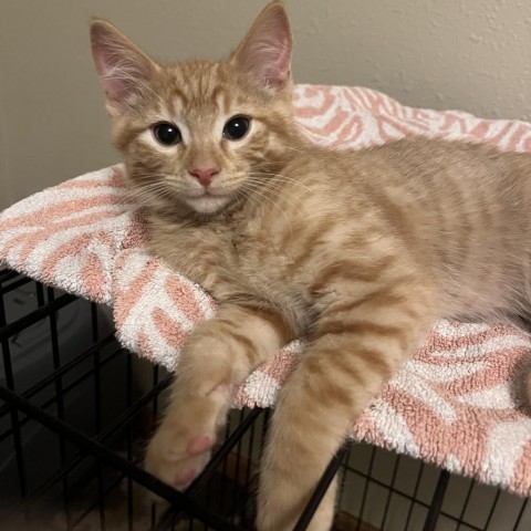 Cheezy (The Big Cheese), an adoptable Domestic Medium Hair in Bismarck, ND, 58507 | Photo Image 1