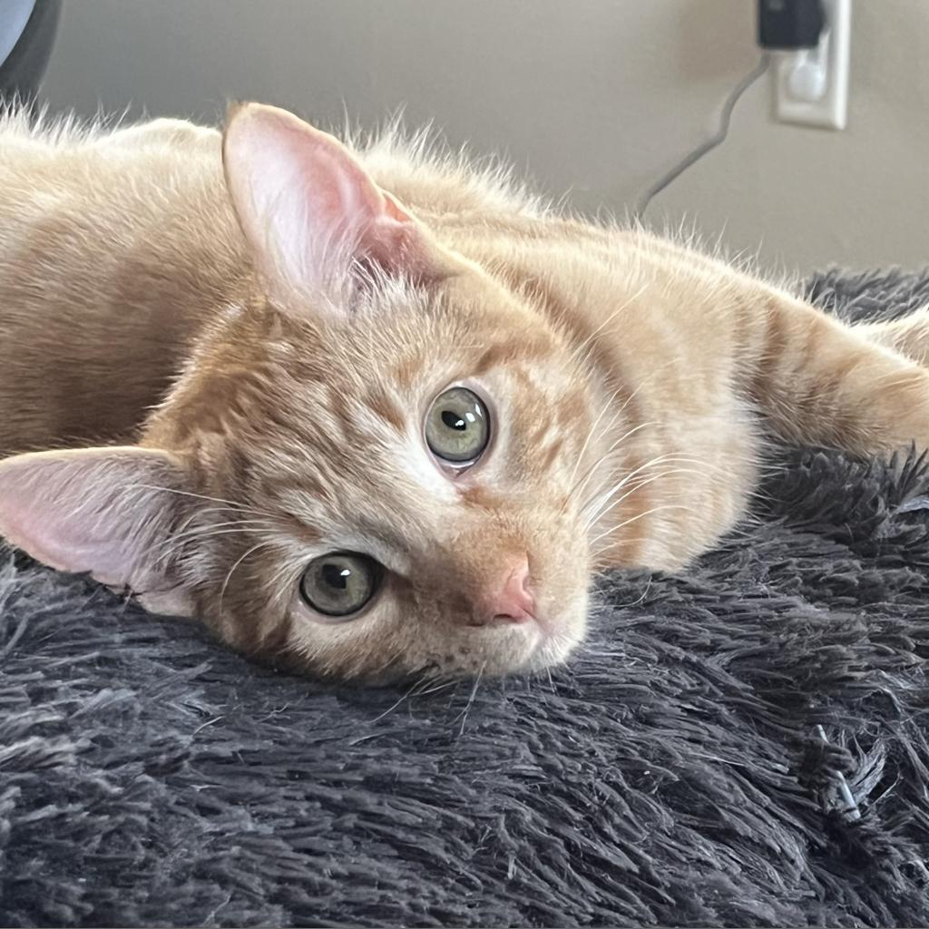 Cheezy (The Big Cheese), an adoptable Domestic Medium Hair in Bismarck, ND, 58507 | Photo Image 1