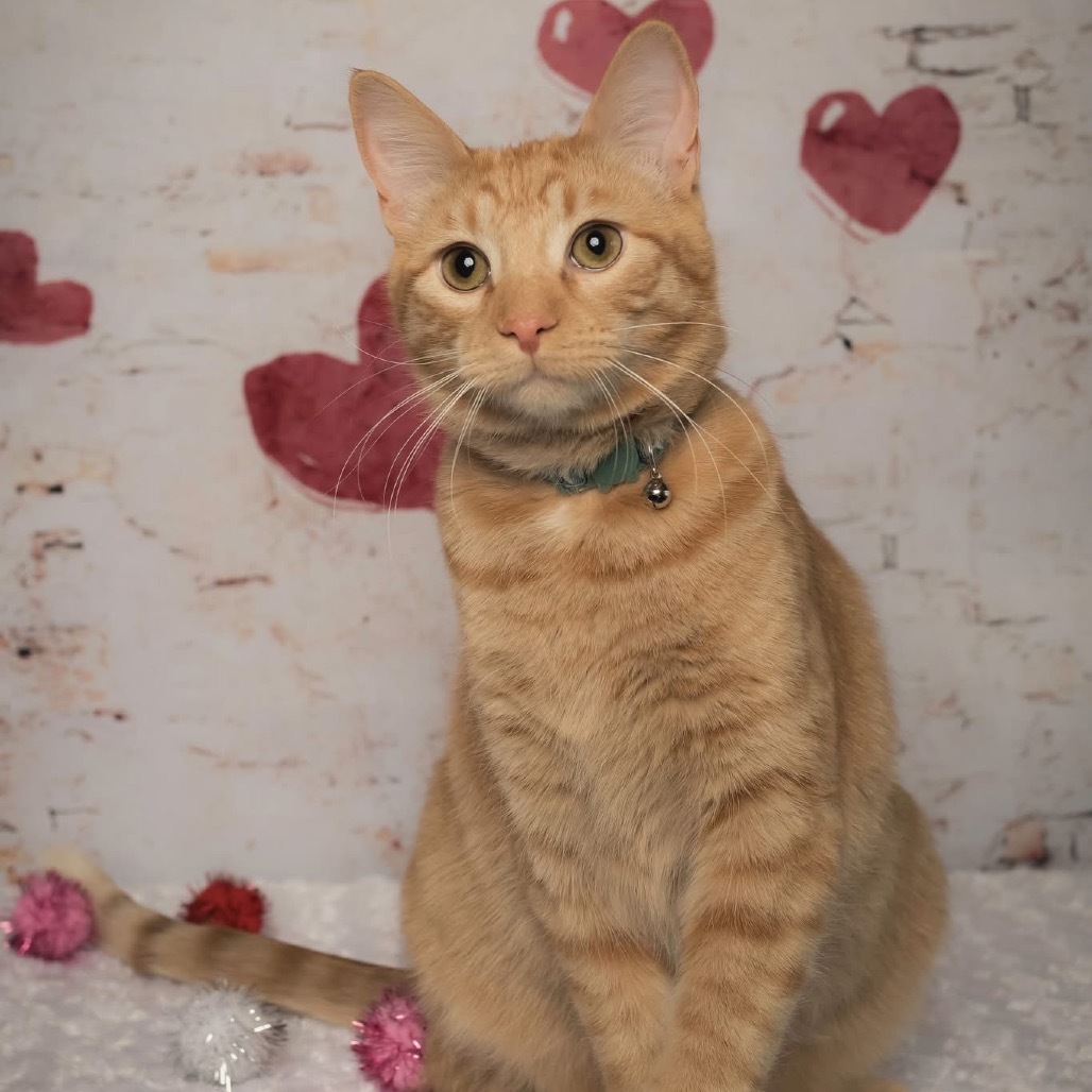 Cheezy, an adoptable Domestic Medium Hair in Bismarck, ND, 58507 | Photo Image 1
