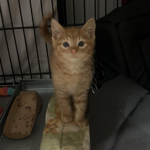 Cheezy (The Big Cheese), an adoptable Domestic Medium Hair in Bismarck, ND, 58507 | Photo Image 2