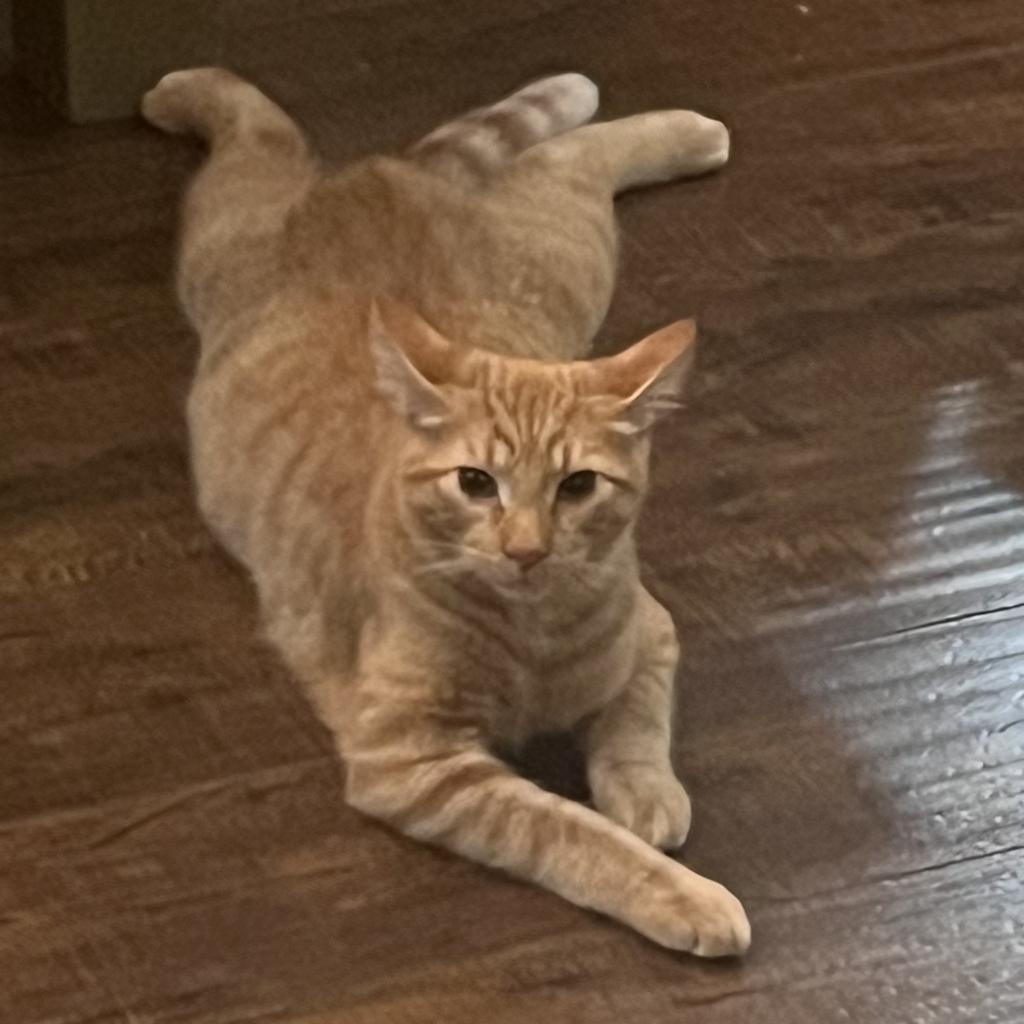 Cheezy (The Big Cheese), an adoptable Domestic Medium Hair in Bismarck, ND, 58507 | Photo Image 3