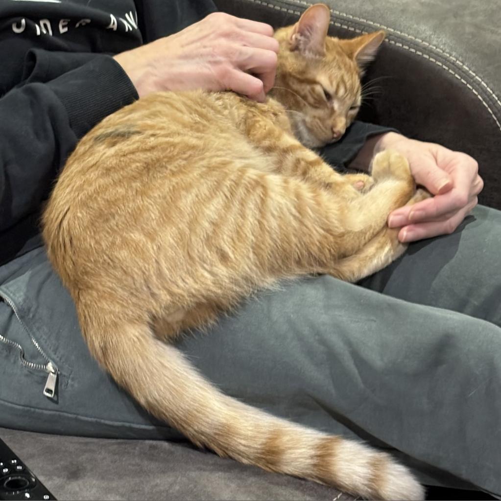 Cheezy, an adoptable Domestic Medium Hair in Bismarck, ND, 58507 | Photo Image 3