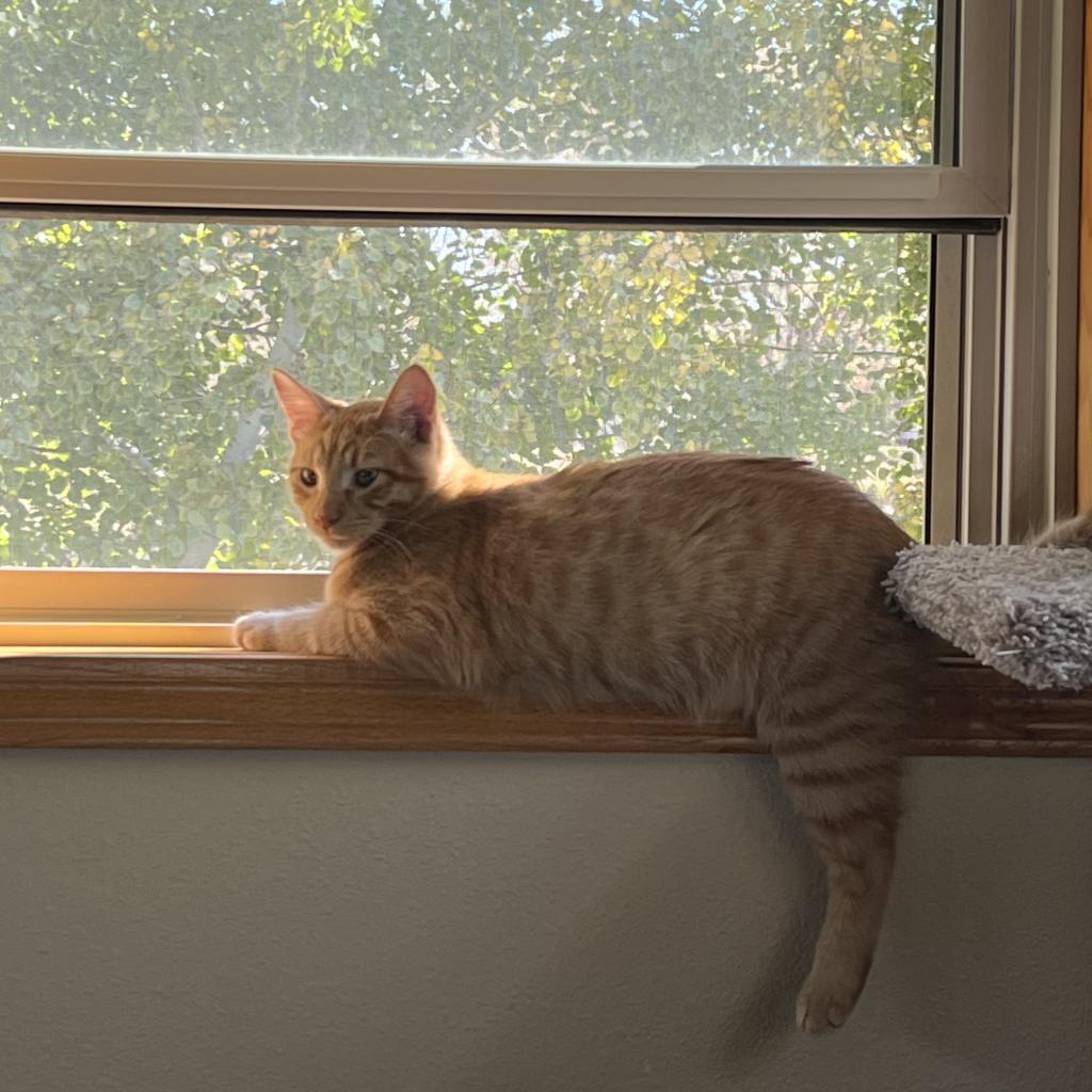 Cheezy (The Big Cheese), an adoptable Domestic Medium Hair in Bismarck, ND, 58507 | Photo Image 4