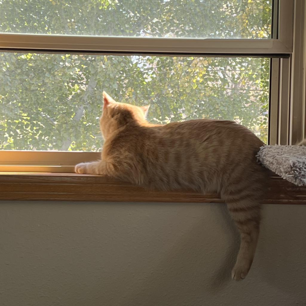 Cheezy (The Big Cheese), an adoptable Domestic Medium Hair in Bismarck, ND, 58507 | Photo Image 5