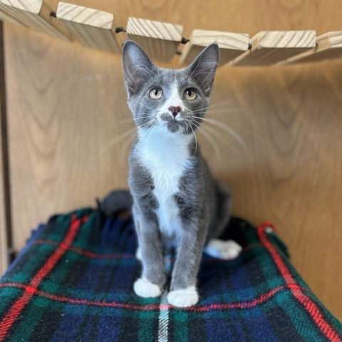 Walker--In Foster, an adoptable Domestic Short Hair in Fargo, ND, 58102 | Photo Image 1