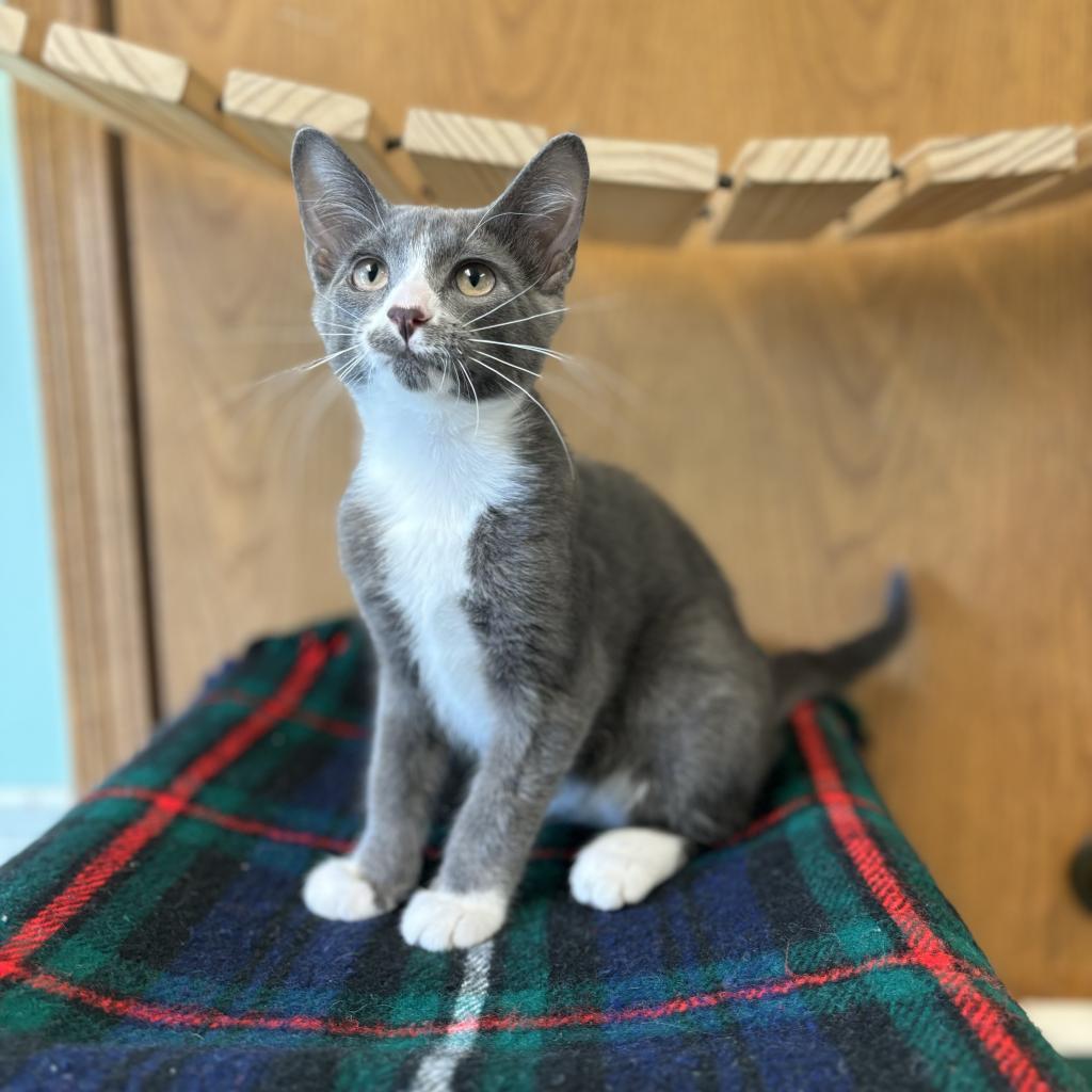 Walker--In Foster, an adoptable Domestic Short Hair in Fargo, ND, 58102 | Photo Image 3