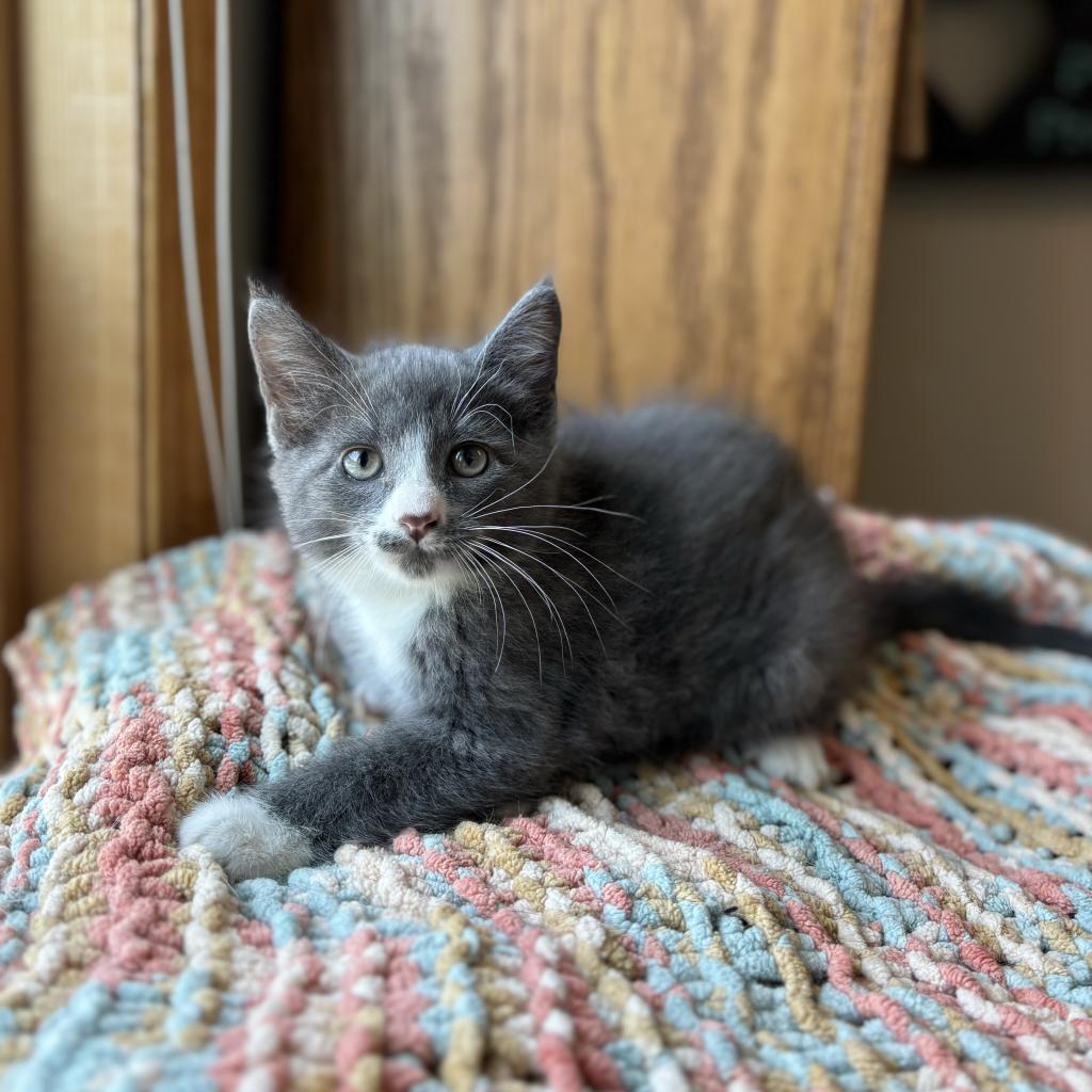 Walker--In Foster, an adoptable Domestic Short Hair in Fargo, ND, 58102 | Photo Image 3