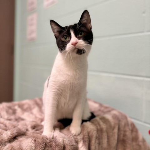 Indiana--In Foster, an adoptable Domestic Short Hair in Fargo, ND, 58102 | Photo Image 1