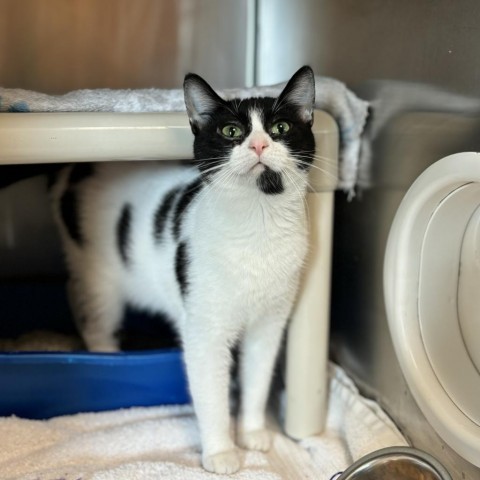 Indiana, an adoptable Domestic Short Hair in Fargo, ND, 58102 | Photo Image 2