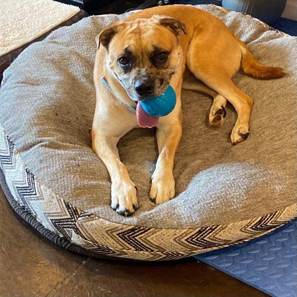 Lyle (Charlie), an adoptable Boxer, Pug in St. Peters, MO, 63376 | Photo Image 4