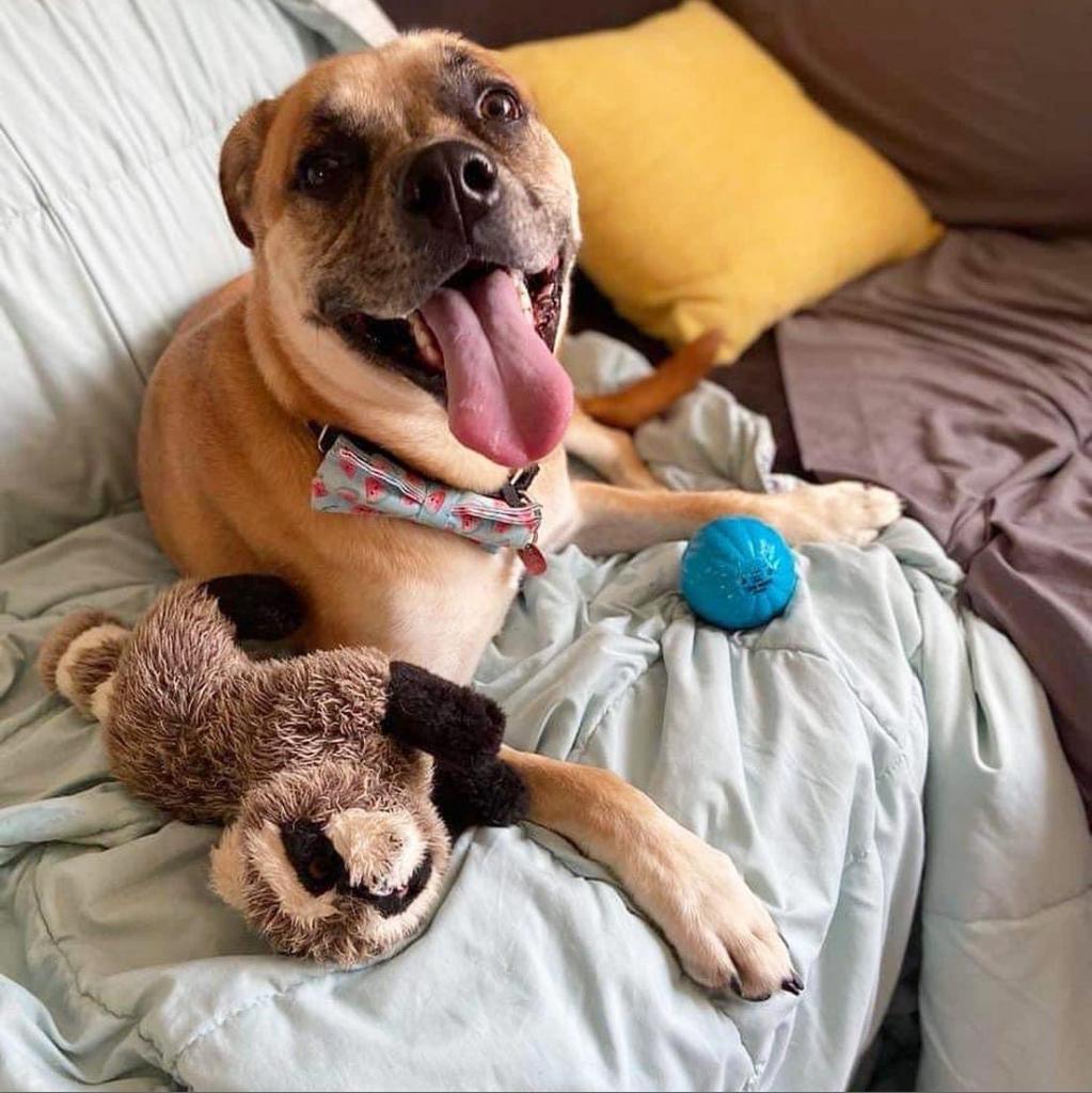 Lyle (Charlie), an adoptable Boxer, Pug in St. Peters, MO, 63376 | Photo Image 6