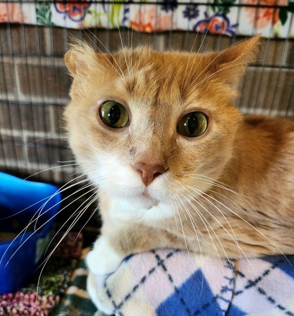 Sweet Potato, an adoptable Domestic Short Hair in Duluth, MN, 55802 | Photo Image 1