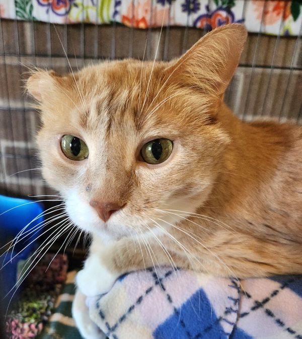 Sweet Potato, an adoptable Domestic Short Hair in Duluth, MN, 55802 | Photo Image 2