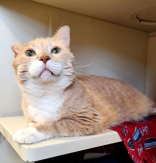 Sweet Potato, an adoptable Domestic Short Hair in Duluth, MN, 55802 | Photo Image 3