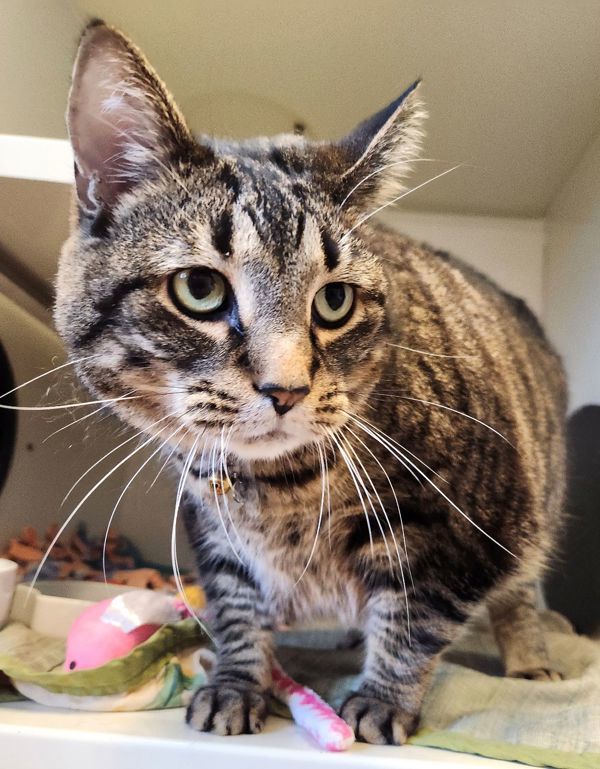 Moon, an adoptable Domestic Short Hair in Duluth, MN, 55802 | Photo Image 3