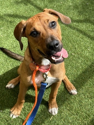 Jammy, an adoptable Rhodesian Ridgeback, Pit Bull Terrier in Durango, CO, 81301 | Photo Image 1