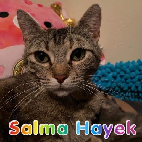 Salma Hayek, an adoptable Domestic Short Hair in Idaho Falls, ID, 83402 | Photo Image 2