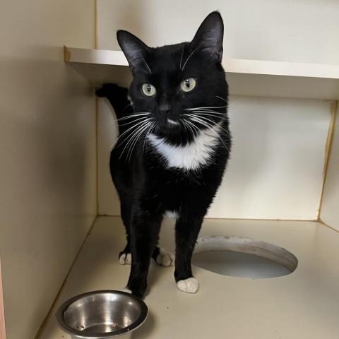 Badger, an adoptable Domestic Short Hair in Idaho Falls, ID, 83402 | Photo Image 1