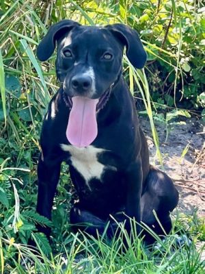 Rogue, Baby Female Labrador Retriever