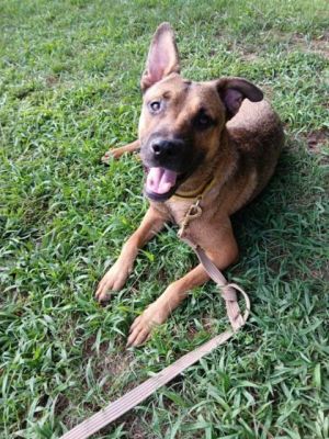 Logan is a shy youngster who is thriving in his foster home This gorgeous fella is less than a year