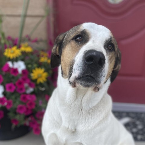 Jayden, an adoptable Mixed Breed in Lander, WY, 82520 | Photo Image 2