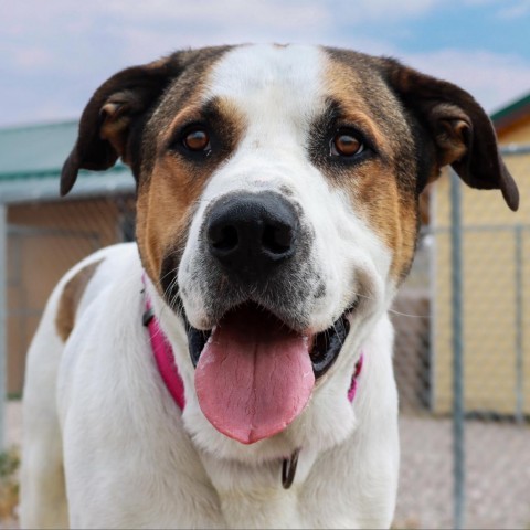 Jayden, an adoptable Mixed Breed in Lander, WY, 82520 | Photo Image 3