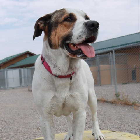 Jayden, an adoptable Mixed Breed in Lander, WY, 82520 | Photo Image 4