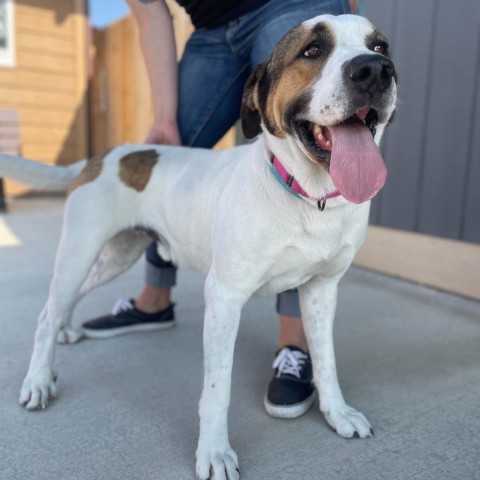 Jayden, an adoptable Mixed Breed in Lander, WY, 82520 | Photo Image 5