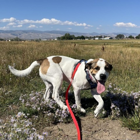 Jayden, an adoptable Mixed Breed in Lander, WY, 82520 | Photo Image 6