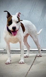 Introducing Zoe Your New Best Friend Hello potential adopter My name is Zoe and Im hoping to f