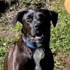 Squash, Young Female Labrador Retriever