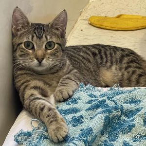 Trina Domestic Short Hair Cat