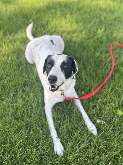 Kyle, an adoptable Pointer, Mixed Breed in Pequot Lakes, MN, 56472 | Photo Image 1