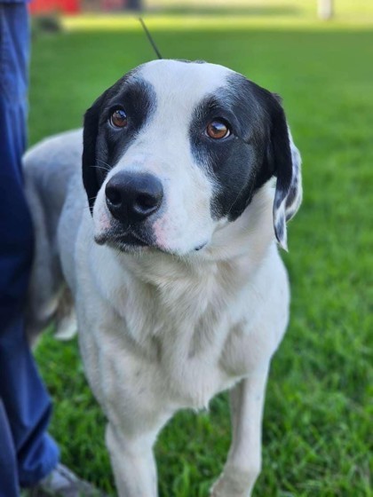 Kyle, an adoptable Pointer, Mixed Breed in Pequot Lakes, MN, 56472 | Photo Image 2