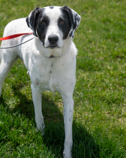 Kyle, an adoptable Pointer, Mixed Breed in Pequot Lakes, MN, 56472 | Photo Image 3