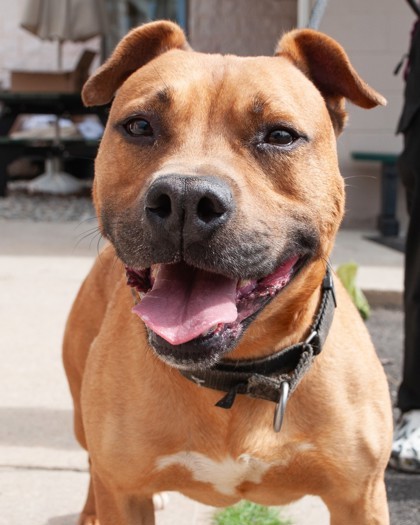 Koa