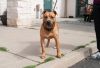 Koa photo 3