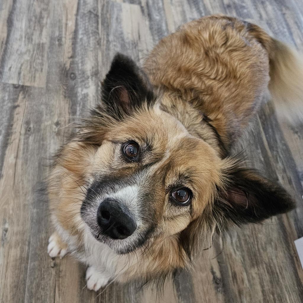 Sunny, an adoptable Australian Shepherd in Prescott, AZ, 86304 | Photo Image 1