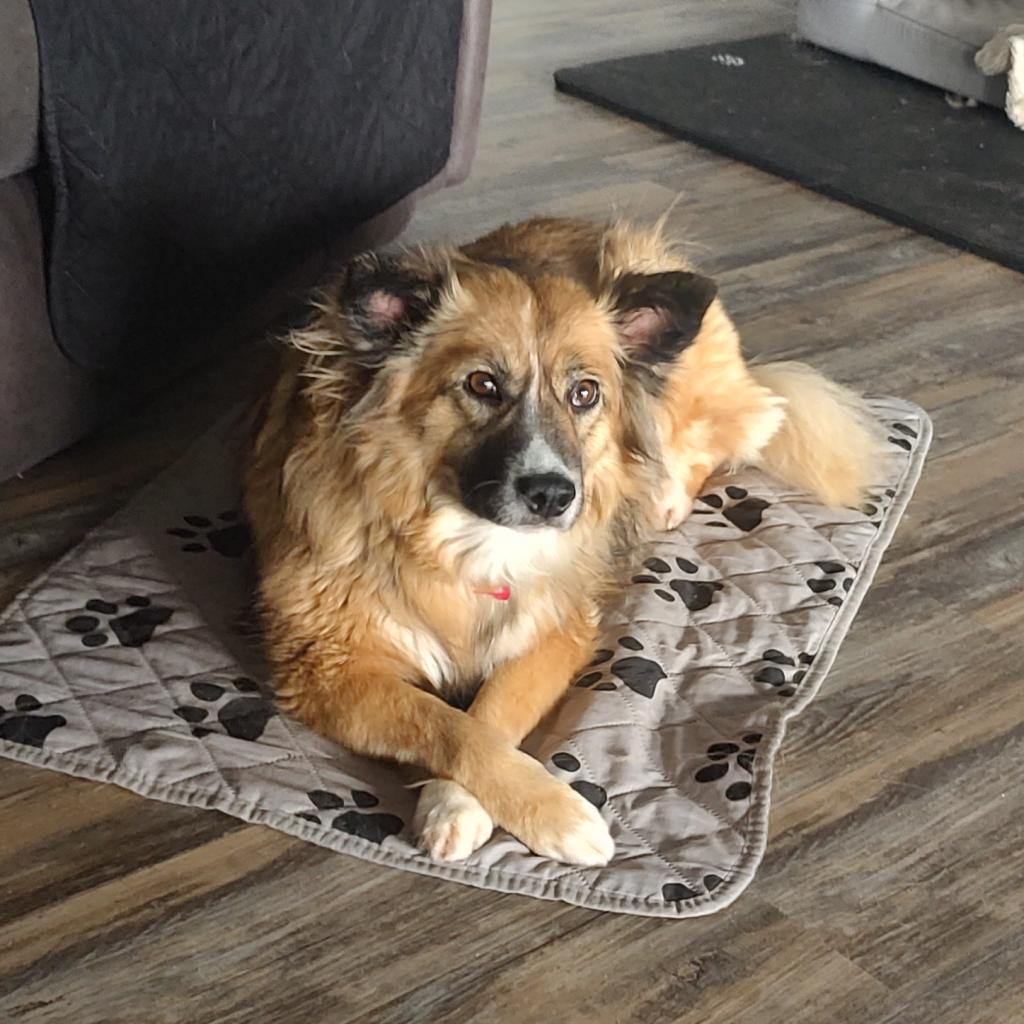 Sunny, an adoptable Australian Shepherd in Prescott, AZ, 86304 | Photo Image 2