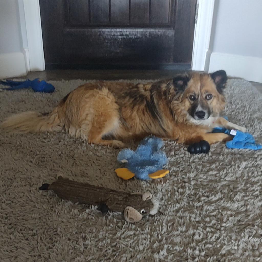 Sunny, an adoptable Australian Shepherd in Prescott, AZ, 86304 | Photo Image 3