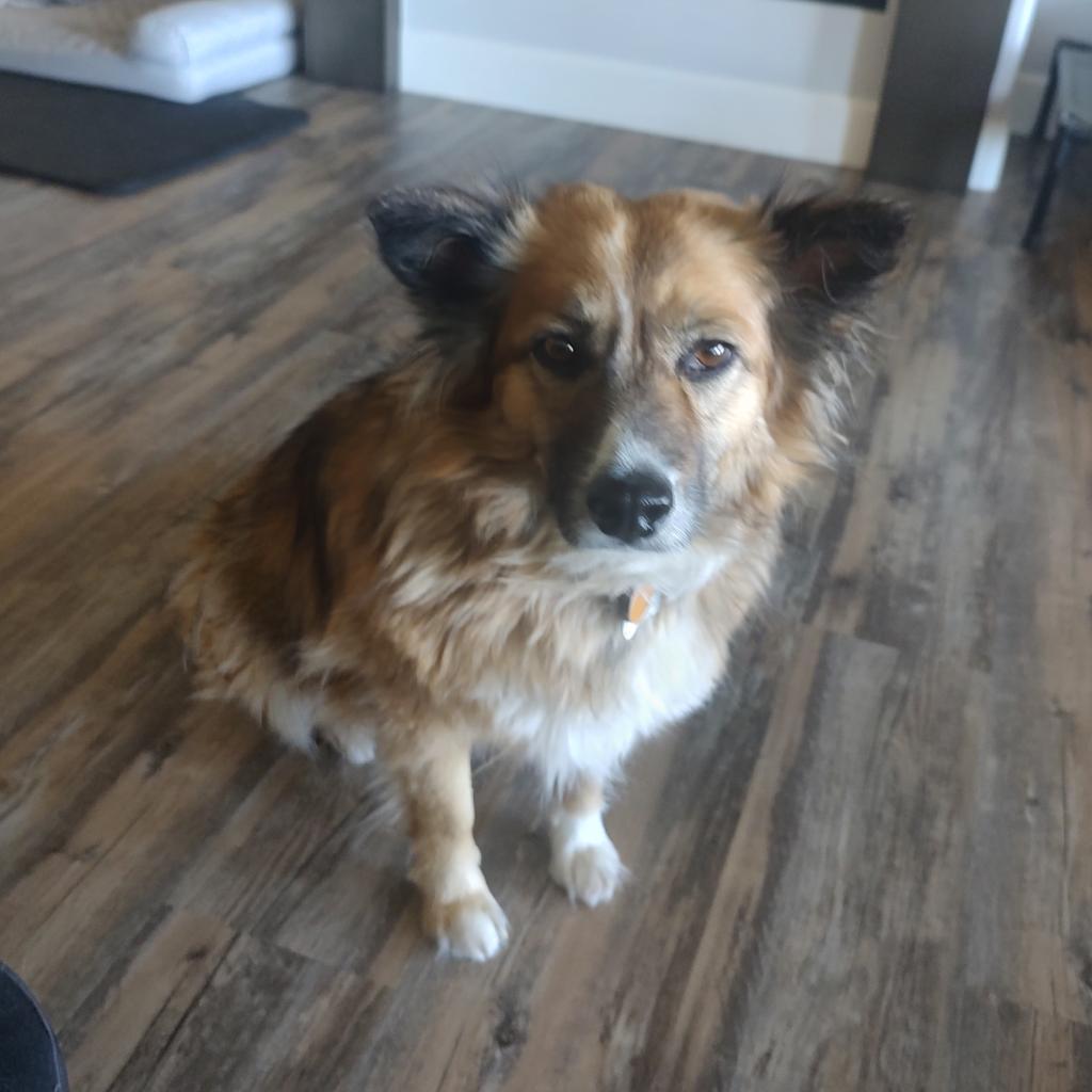 Sunny, an adoptable Australian Shepherd in Prescott, AZ, 86304 | Photo Image 4