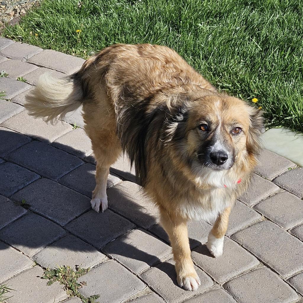 Sunny, an adoptable Australian Shepherd in Prescott, AZ, 86304 | Photo Image 5