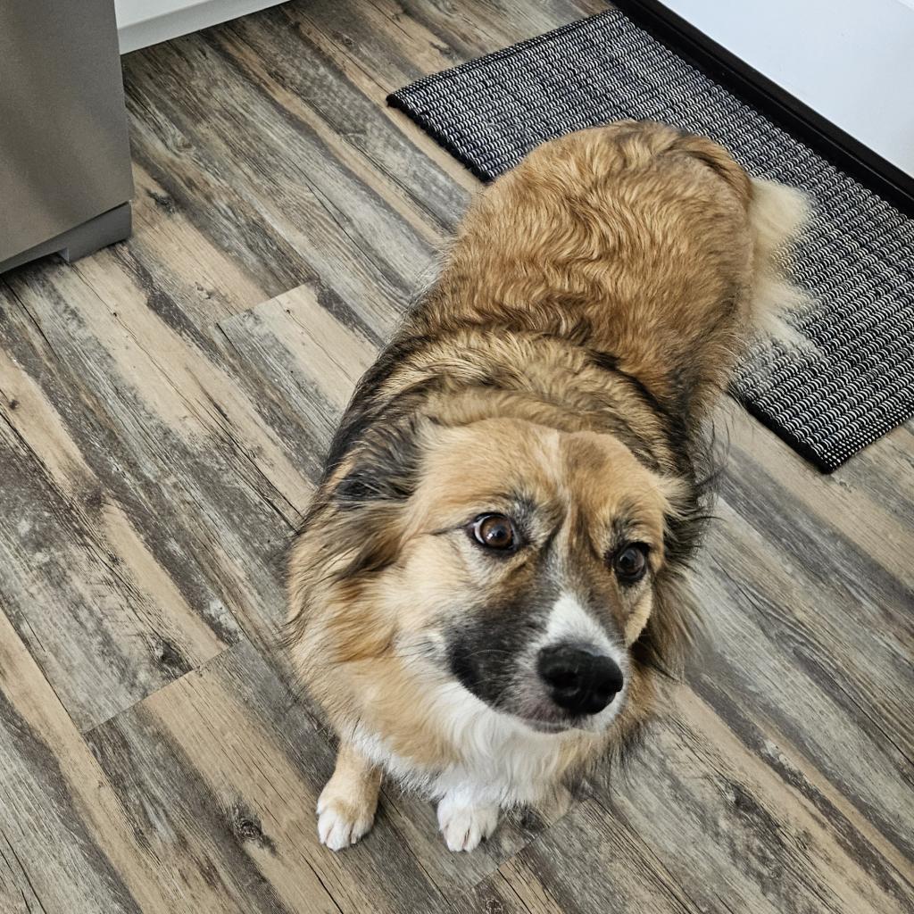 Sunny, an adoptable Australian Shepherd in Prescott, AZ, 86304 | Photo Image 6