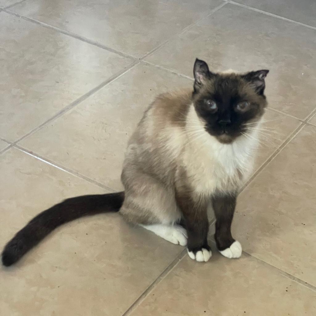 Prince, an adoptable Snowshoe in Prescott, AZ, 86304 | Photo Image 7