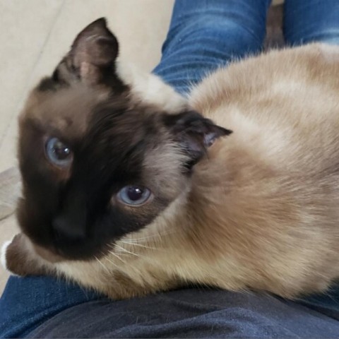 Prince, an adoptable Snowshoe in Prescott, AZ, 86304 | Photo Image 7