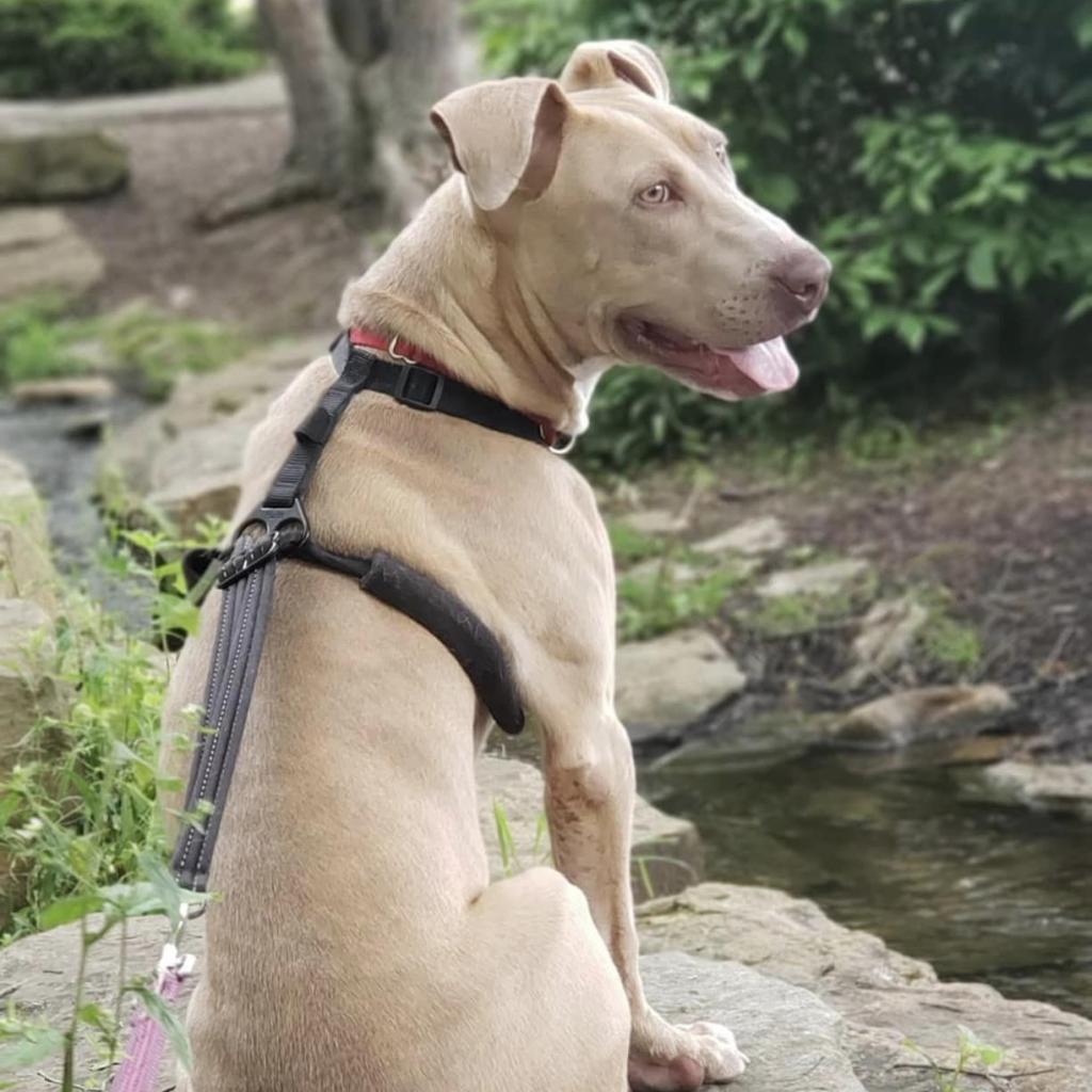 Nibs, an adoptable Weimaraner in Middletown, OH, 45042 | Photo Image 1