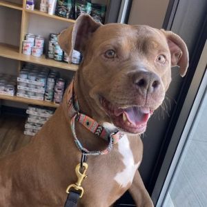 Drexie, Adult Female unknown